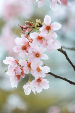 Pembe çiçekler bir ağaç dalında güzel bir şekilde açar, yenilenmeyi simgeler.
