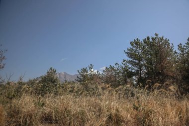 Yeşil, açık alanlar ve okyanusla sakin bir kırsal alanın panoramik görüntüsü