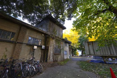 7 Aralık 2024 Parlak, altın ginkgo yaprakları Sakin bir şehir yolunu dolduruyor