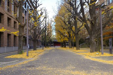 7 Aralık 2024 Üniversite kampüsünün güzel bir sonbahar sahnesi