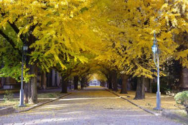 Tokyo Üniversitesi 'nde Sonbahar Yolu Japonya 7 Aralık 2024