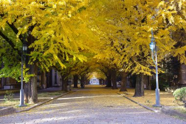 Görkemli Ağaçlar ve Canlı Aralık 2024 Sonbahar Kampüsü Sahnesi