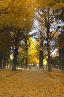 Görkemli Ağaçlar ve Canlı Aralık 2024 Sonbahar Kampüsü Sahnesi