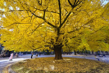 7 Aralık 2024 Görkemli Sonbahar Doğadaki Büyük Sarı Ağaç
