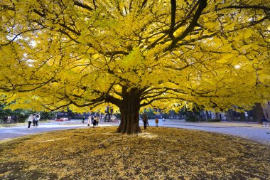 7 Aralık 2024 Görkemli Sonbahar Doğadaki Büyük Sarı Ağaç