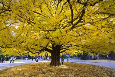 7 Aralık 2024 Görkemli Sonbahar Doğadaki Büyük Sarı Ağaç