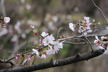 24 Mart 2025 İlkbaharda çiçek açan güzel kiraz çiçekleri,