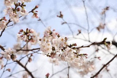 24 Mart 2025 İlkbaharda çiçek açan güzel kiraz çiçekleri,