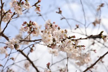 24 Mart 2025 İlkbaharda çiçek açan güzel kiraz çiçekleri,