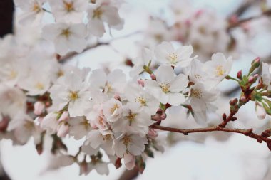24 Mart 2025 İlkbaharda çiçek açan güzel kiraz çiçekleri,