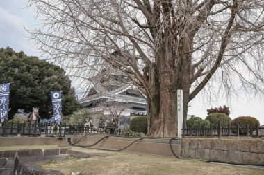 24 Mart 2025 Büyük bir ağaç tarafından çerçevelenmiş eski bir Japon kalesinin çarpıcı görüntüsü,