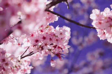 24 Mart 2025 'te canlı kiraz çiçekleri sergilendi.