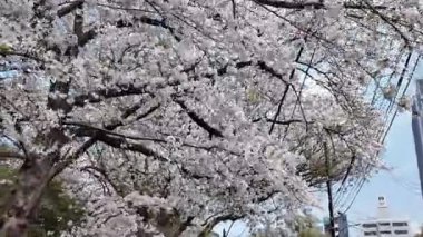 Sakura Çiçeği Maizuru Parkı, 29 Mar, 2025