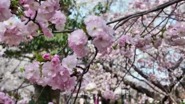 Sakura Çiçeği Maizuru Parkı, 29 Mar, 2025
