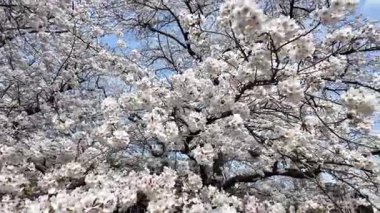 Sakura Çiçeği Maizuru Parkı, 29 Mar, 2025