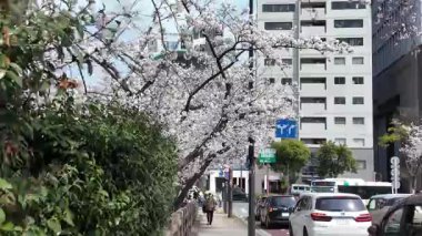Sakura Çiçeği Maizuru Parkı, 29 Mar, 2025