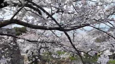 Sakura Çiçeği Maizuru Parkı, 29 Mar, 2025