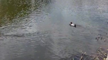 Nehir, 29 Mart 2025 'te Maizuru Parkı' ndan akıyor.