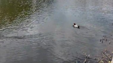 Nehir, 29 Mart 2025 'te Maizuru Parkı' ndan akıyor.