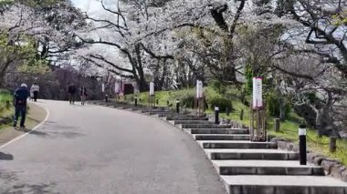 Sakura Garden Views by Fukuoka Castle, 29 Mart 2025