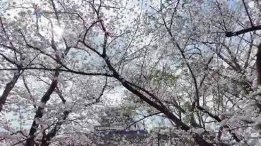Sakura Garden Views by Fukuoka Castle, 29 Mart 2025