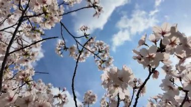 Sakura Garden Views by Fukuoka Castle, 29 Mart 2025