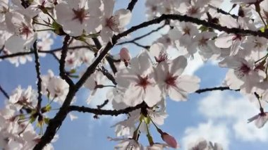 Sakura Garden Views by Fukuoka Castle, 29 Mart 2025