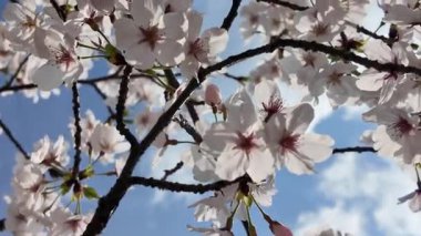 Sakura Garden Views by Fukuoka Castle, 29 Mart 2025