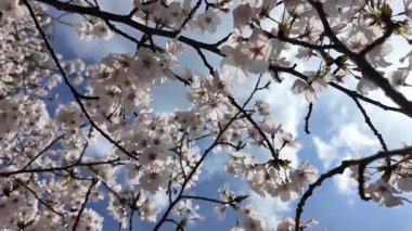 Sakura Garden Views by Fukuoka Castle, 29 Mart 2025
