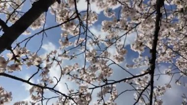Sakura Garden Views by Fukuoka Castle, 29 Mart 2025