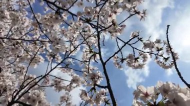 Sakura Garden Views by Fukuoka Castle, 29 Mart 2025