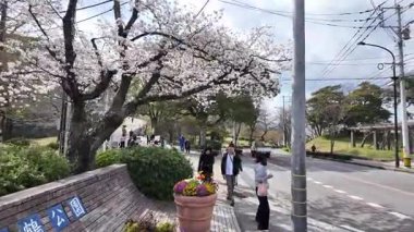 Sakura Garden Views by Fukuoka Castle, 29 Mart 2025