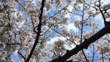 Sakura Garden Views by Fukuoka Castle, 29 Mart 2025