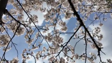 Sakura Garden Views by Fukuoka Castle, 29 Mart 2025