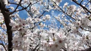 Sakura Garden Views by Fukuoka Castle, 29 Mart 2025