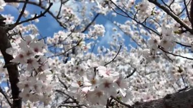 Sakura Garden Views by Fukuoka Castle, 29 Mart 2025