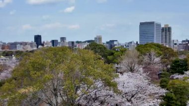 Sakura Garden Views by Fukuoka Castle, 29 Mart 2025