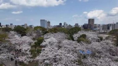 Sakura Garden Views by Fukuoka Castle, 29 Mart 2025