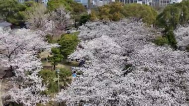Sakura Garden Views by Fukuoka Castle, 29 Mart 2025