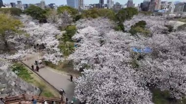 Sakura Garden Views by Fukuoka Castle, 29 Mart 2025