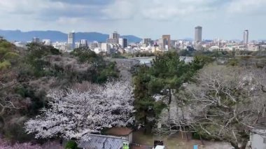 Sakura Garden Views by Fukuoka Castle, 29 Mart 2025