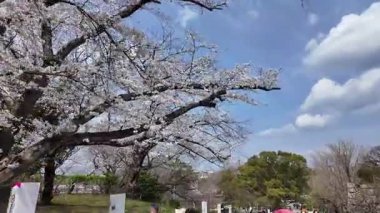 Sakura Garden Views by Fukuoka Castle, 29 Mart 2025