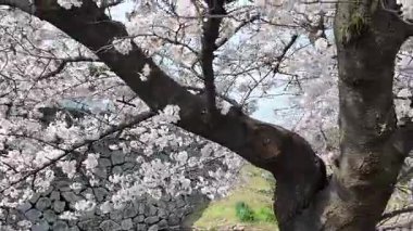 Sakura Garden Views by Fukuoka Castle, 29 Mart 2025