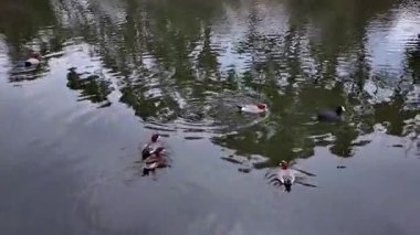 29 Mart 2025 'te Maizuru Nehri' nde yüzen kuşlar.