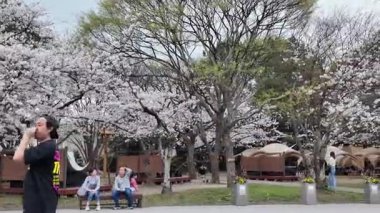 29 Mar 2025 'te Sakura Çiçekli Ağaçlar ile Maizuru Parkı' nın gündüz görüntüsü