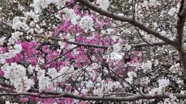 29 Mar 2025 'te Sakura Çiçekli Ağaçlar ile Maizuru Parkı' nın gündüz görüntüsü