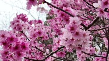 29 Mar 2025 'te Sakura Çiçekli Ağaçlar ile Maizuru Parkı' nın gündüz görüntüsü