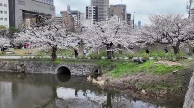Sakura Garden Views by Fukuoka Castle, 29 Mart 2025