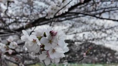 27 Mart 2025 'te Maizuru Park Sannomaru Plaza' da Çiçek açan Ağaçların Gündüz Görüntüsü