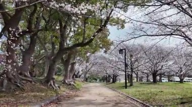 27 Mart 2025 'te Maizuru Park Sannomaru Plaza' da Çiçek açan Ağaçların Gündüz Görüntüsü